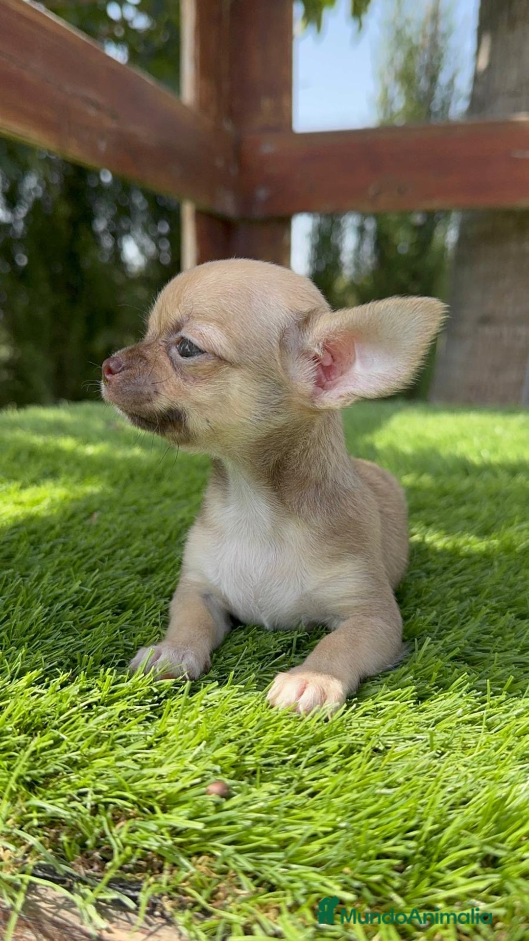 Chihuahua perros en venta: CHIHUAHUA MACHO - Imagen 5