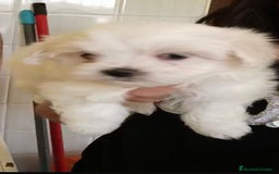 Bichón Maltés perros en venta: Bichón maltés  - Imagen 9