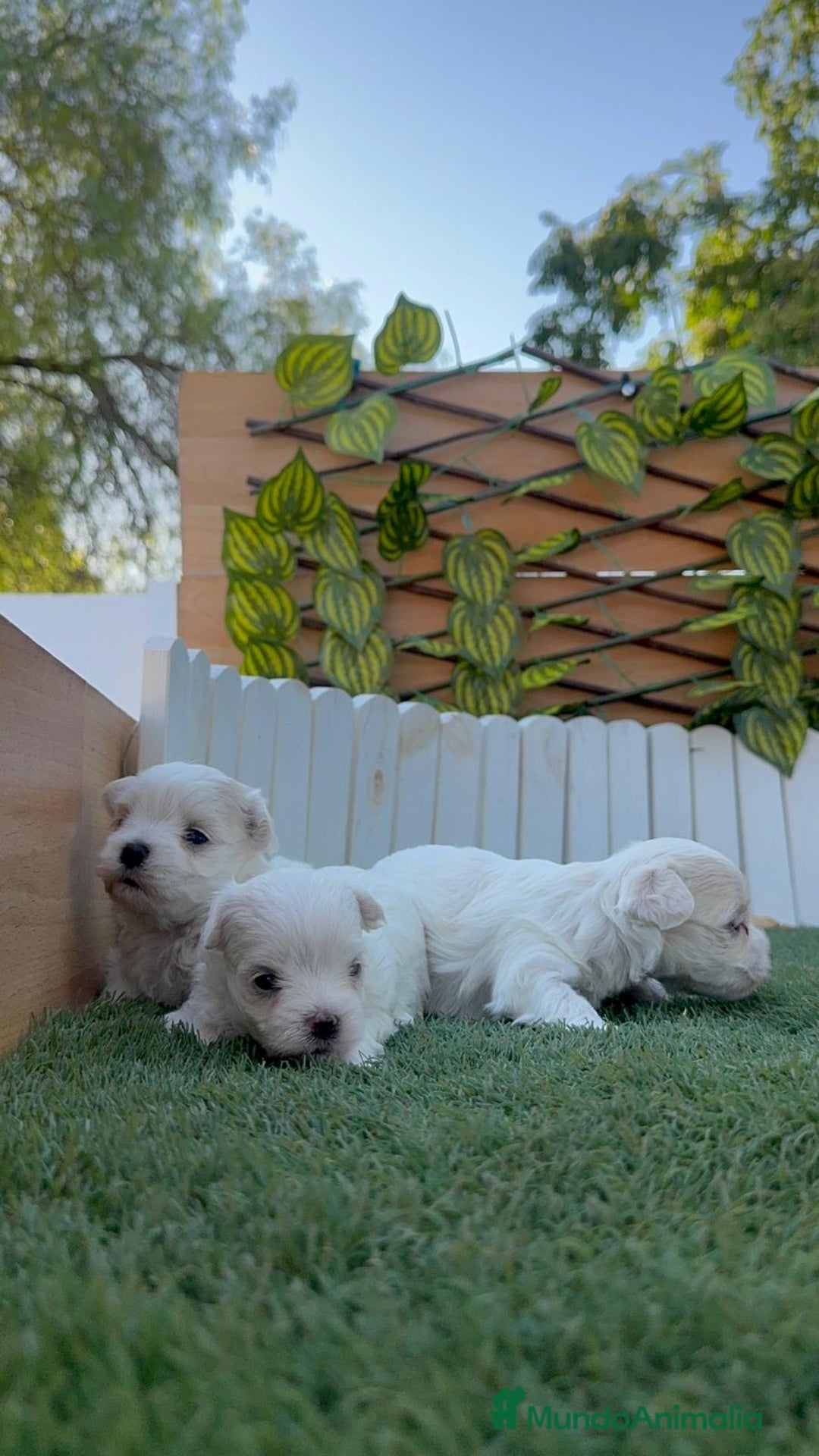 Bichón Maltés perros en venta: BICHÓN MALTÉS  - Imagen 23