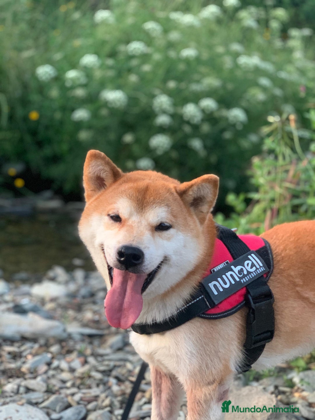 Shiba Inu perros en venta: Cachorros de calidad  - Imagen 5