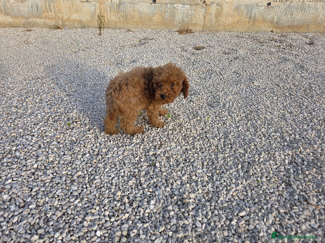 Caniche Toy perros en venta: Cachorritas Caniches toy rojas hembras - Anuncio 3
