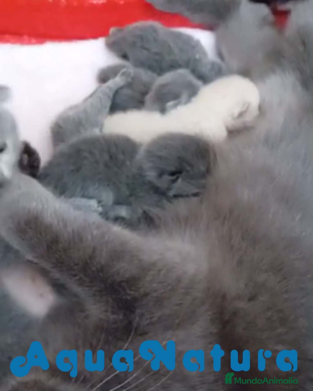 Británico de Pelo Corto gatos Camada British - AQUANATURA en Barcelona - Anuncio 1