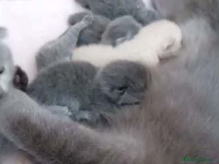 Británico de Pelo Corto gatos Camada British - AQUANATURA en Barcelona - Anuncio 4