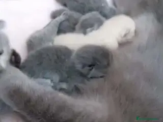 Británico de Pelo Corto gatos Camada British - AQUANATURA en Barcelona - Anuncio 20