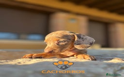 Teckel perros en venta: Teckel Arlequin chocolate - Imagen 3