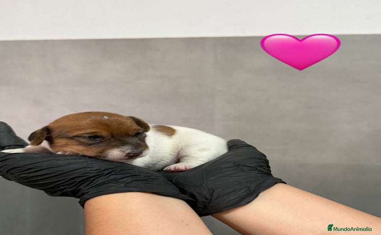 Jack Russell Terrier perros - Anuncio 6