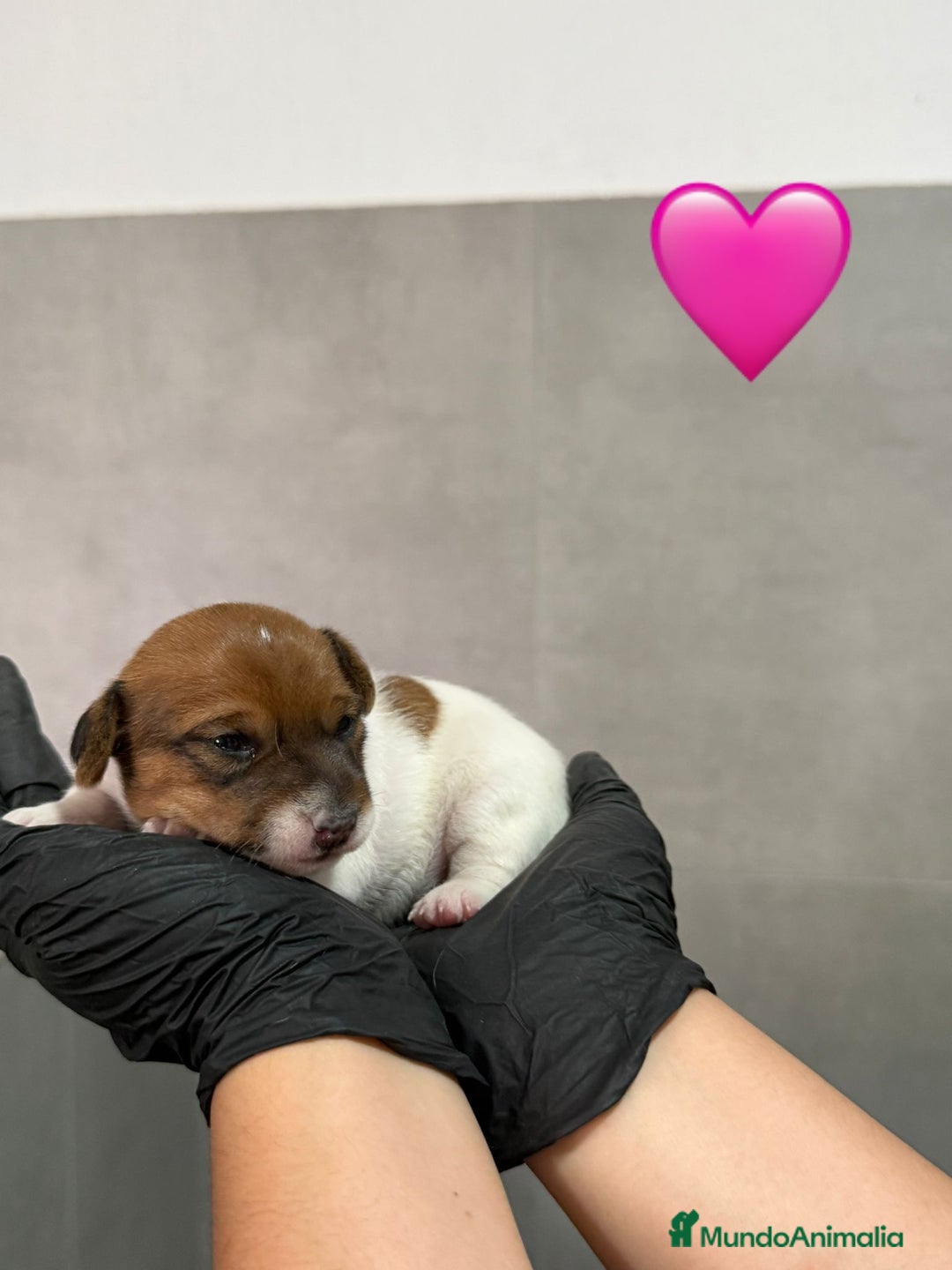 Jack Russell Terrier perros en venta: Cachorros Jack Russell bicolor patita corta  - Imagen 1