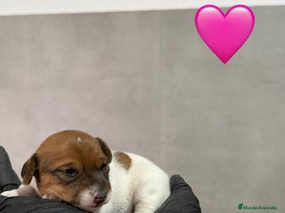 Jack Russell Terrier perros - Anuncio 2