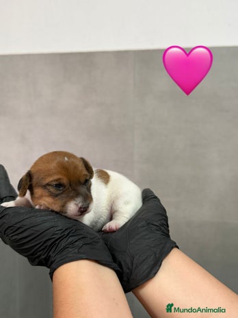 Jack Russell Terrier perros - Anuncio 2