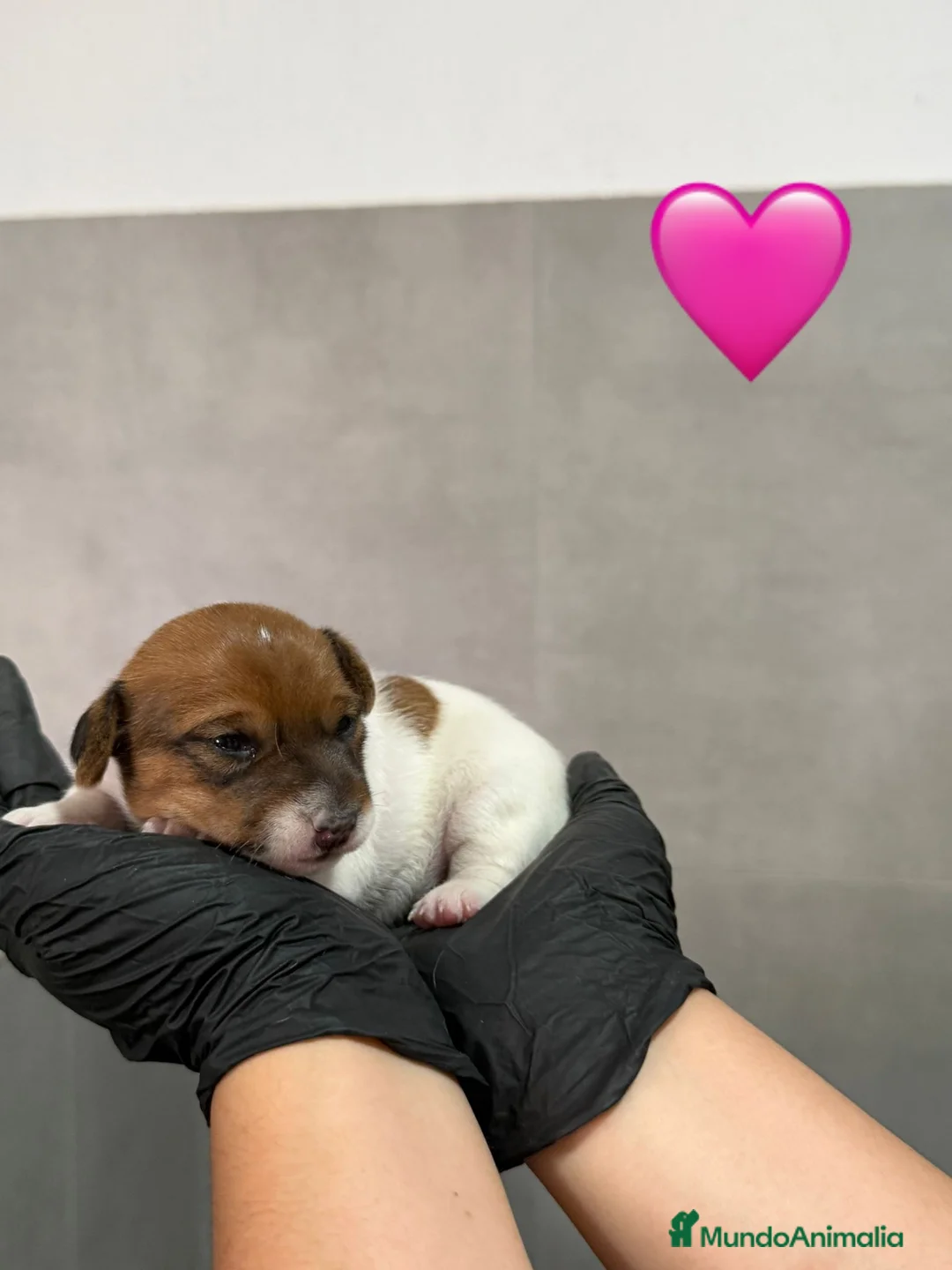 Jack Russell Terrier perros en venta: Cachorros Jack Russell bicolor patita corta  - Anuncio 1