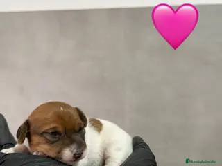 Jack Russell Terrier perros Cachorros Jack Russell bicolor patita corta - Anuncio 5