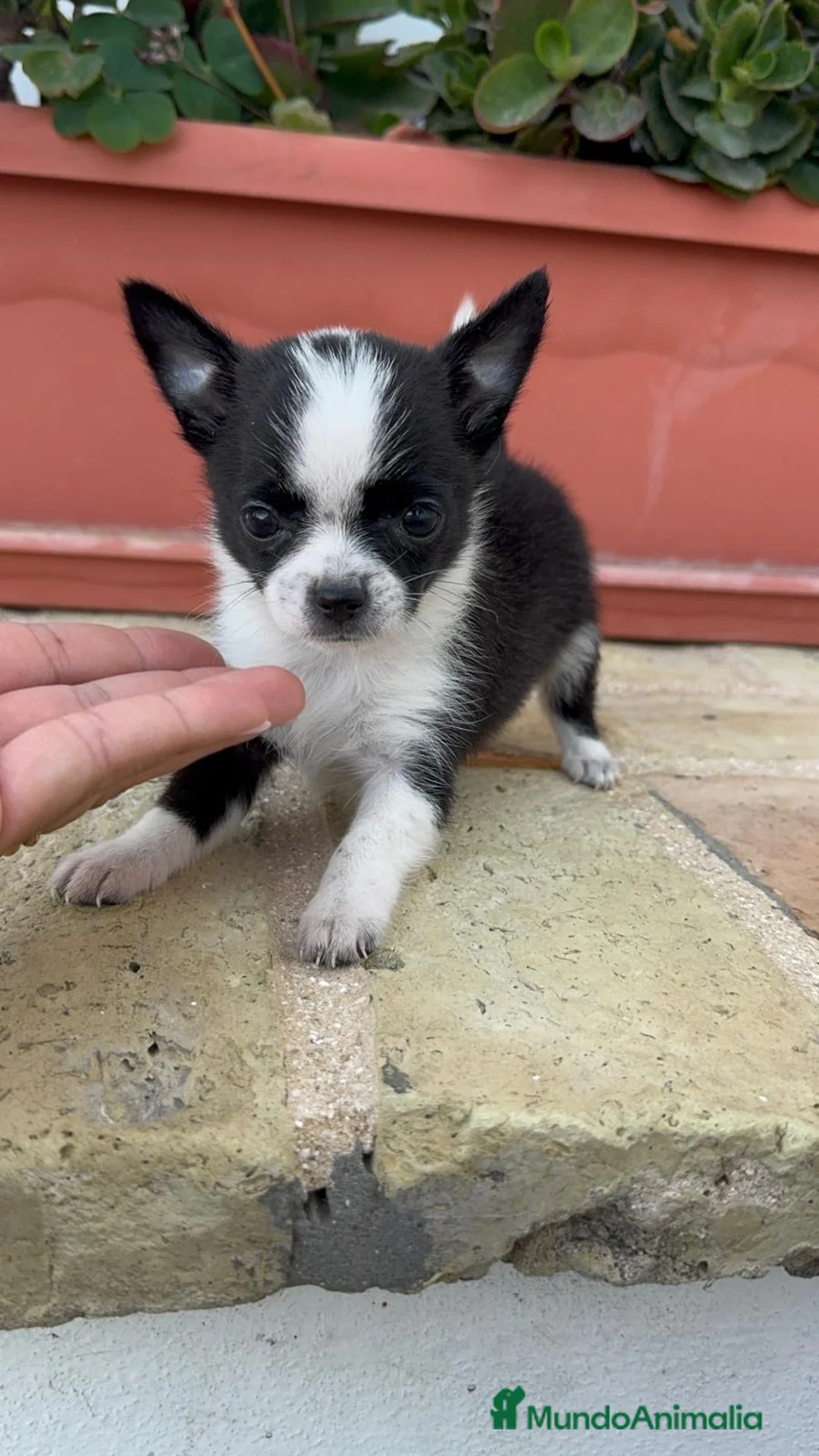 Chihuahua perros en venta:  CHIHUAHUA HEMBRA BICOLOR – PEQUEÑA Y ENCANTADORA  - Anuncio 1