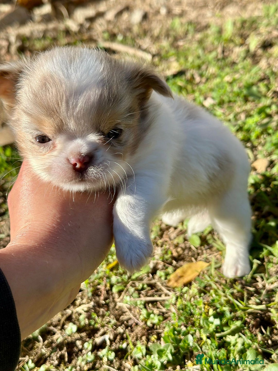 Chihuahua perros en venta: Chihuahua pelo largo Toy  - Anuncio 3
