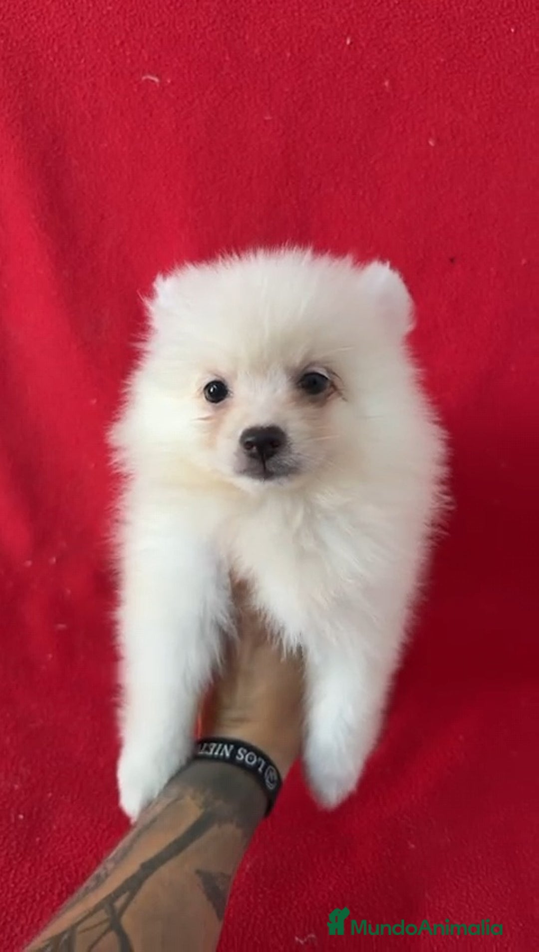 Pomerania perros en venta: Pomerania Standar  - Imagen 1