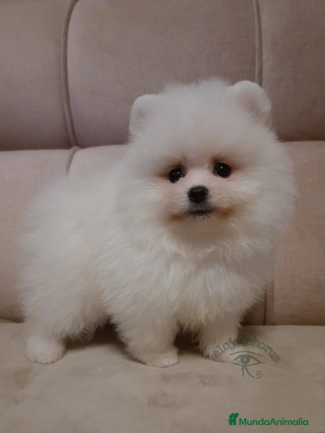 Pomerania perros en venta: Pomerania machos ositos  - Anuncio 2