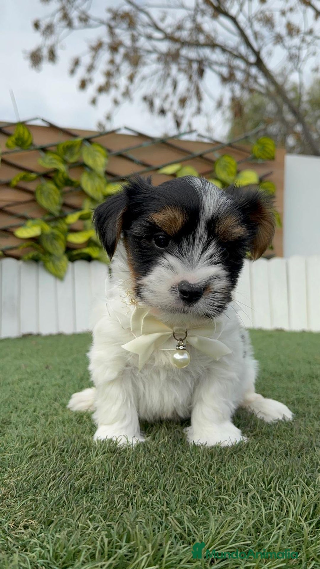 Yorkshire Terrier perros en venta: YORKSHIRE BIEWER - Anuncio 16