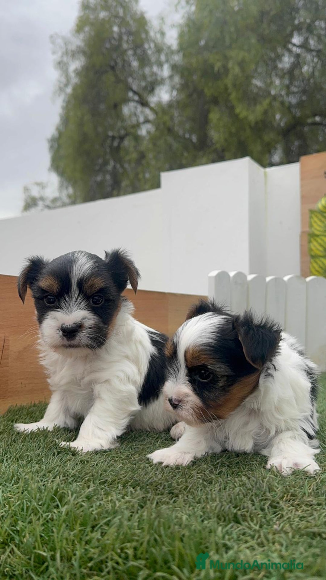 Yorkshire Terrier perros en venta: YORKSHIRE BIEWER MACHO - Anuncio 13