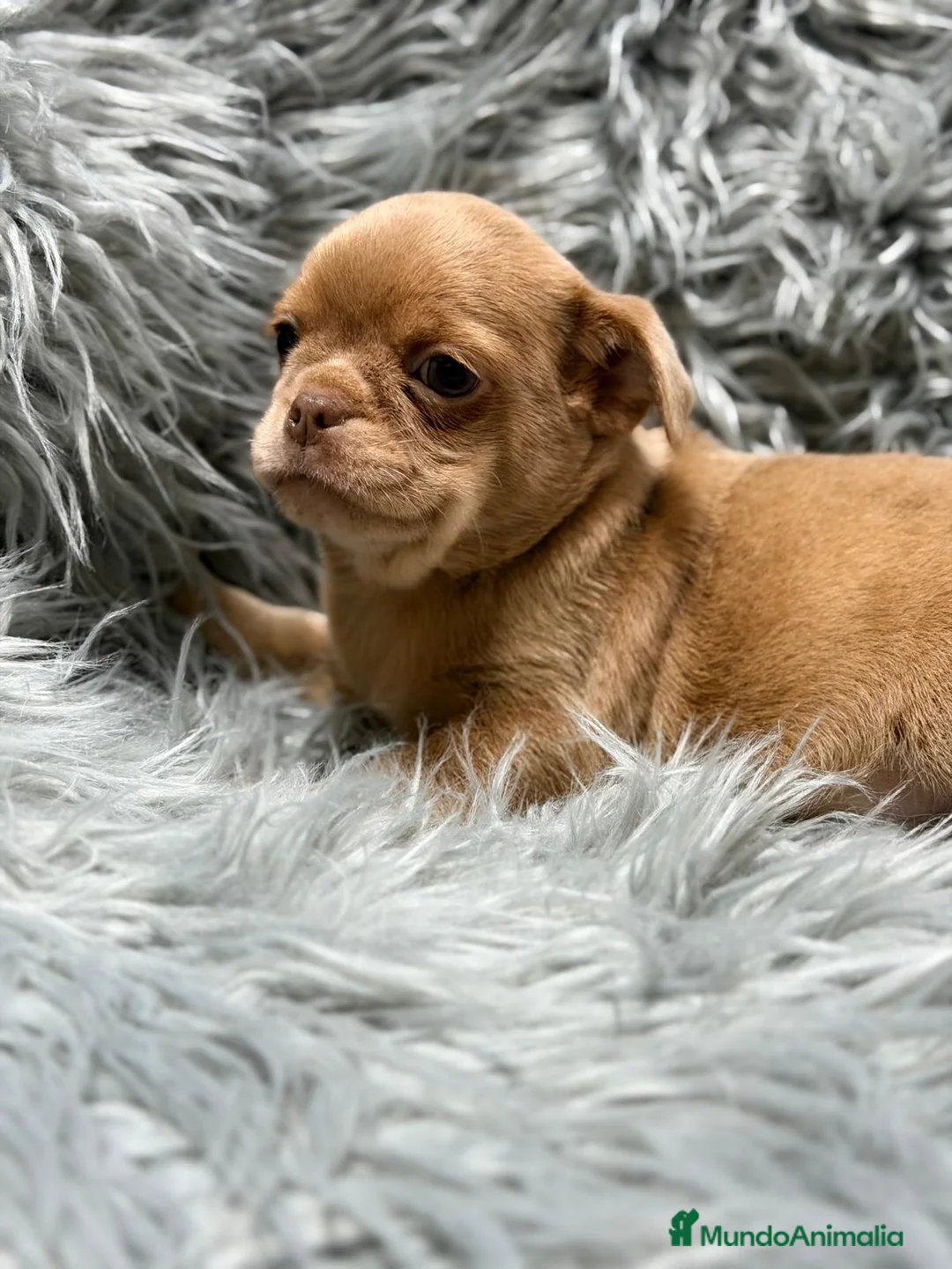 Chihuahua perros en venta: CHIHUAHUA MACHO - Anuncio 6
