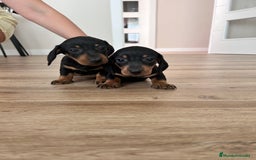 Teckel Miniatura perros en venta: Teckel mini  - Imagen 4