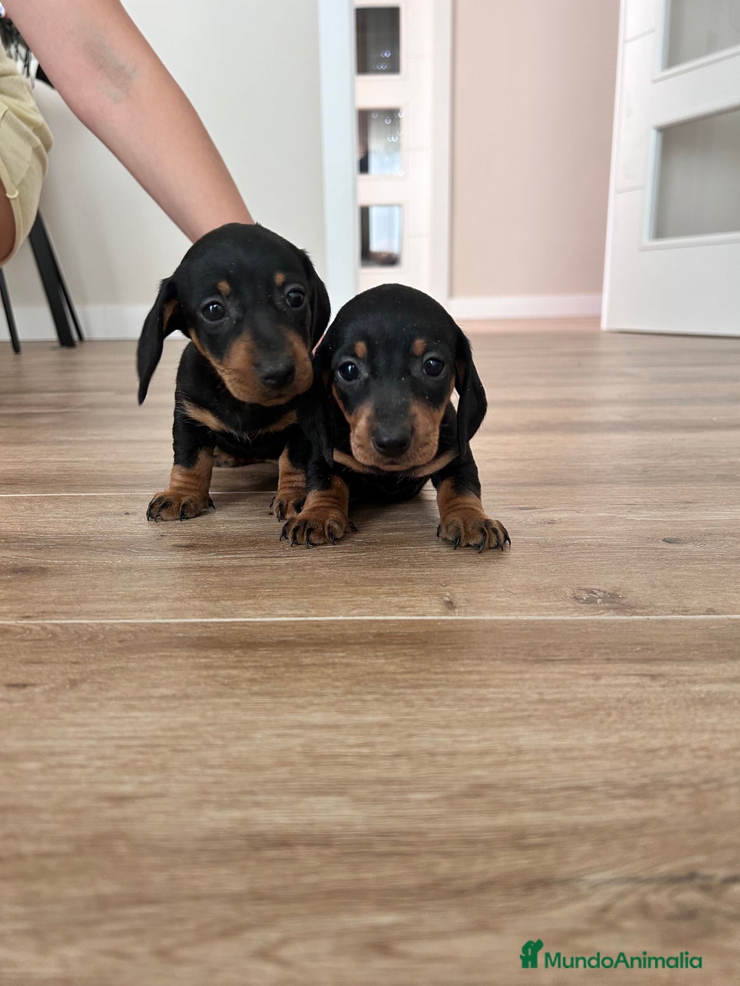 Teckel Miniatura perros en venta: Teckel mini  - Imagen 4