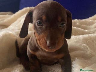 Teckel perros Teckel Macho de Kily y Tilo 1883 AQUANATURA en Barcelona - Anuncio 9