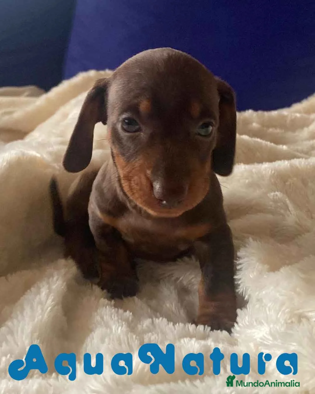 Teckel perros en venta:  Teckel Macho de Kily y Tilo 1883 AQUANATURA en Barcelona - Anuncio 1