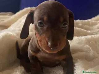 Teckel perros Teckel Macho de Kily y Tilo 1883 AQUANATURA en Barcelona - Anuncio 10