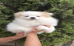 Pomerania perros en venta: Oportunidad Lulú Pomerania Ruso  - Imagen 3