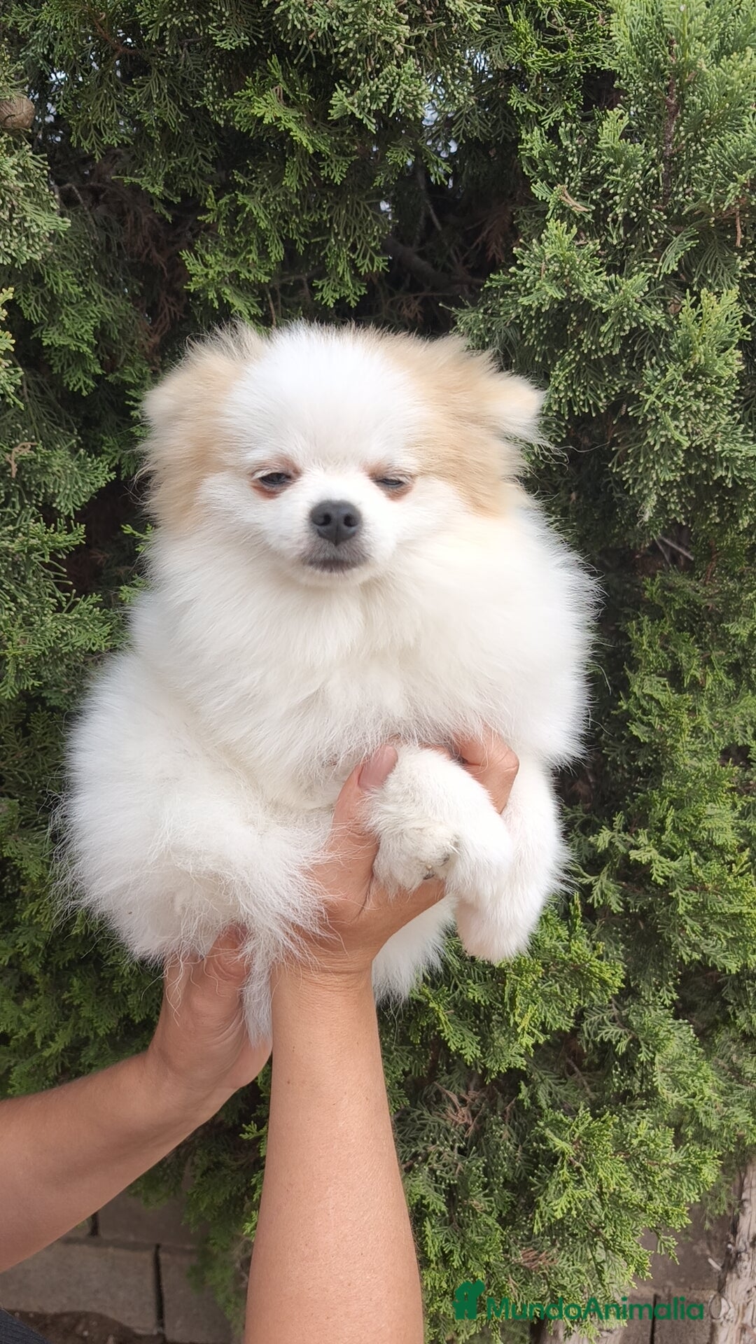 Pomerania perros en venta: Oportunidad Lulú Pomerania Ruso  - Imagen 3