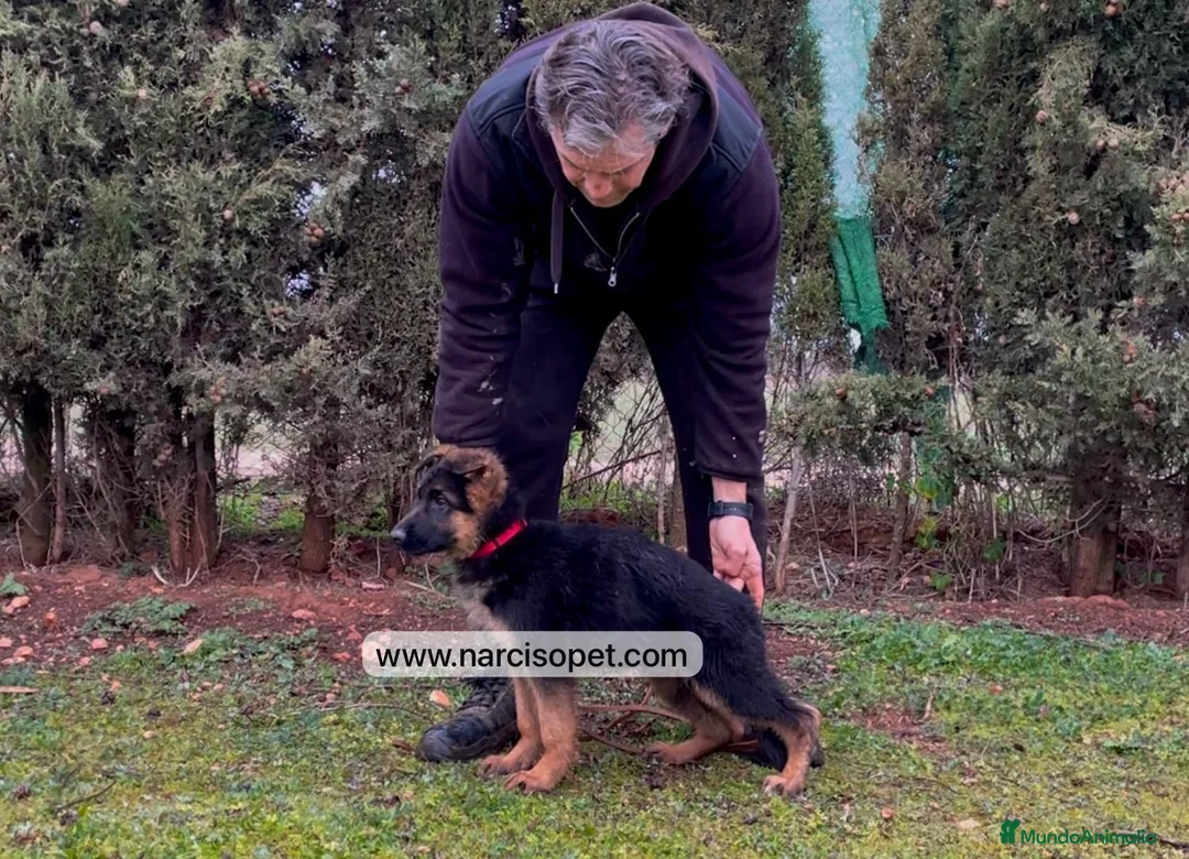 Pastor Alemán perros en venta: VENTA DE PASTOR ALEMAN en Asturias - Anuncio 2