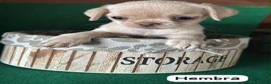 Chihuahua 4