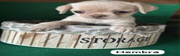 Chihuahua perros en venta: Chihuahua linea rusa - Anuncio 4