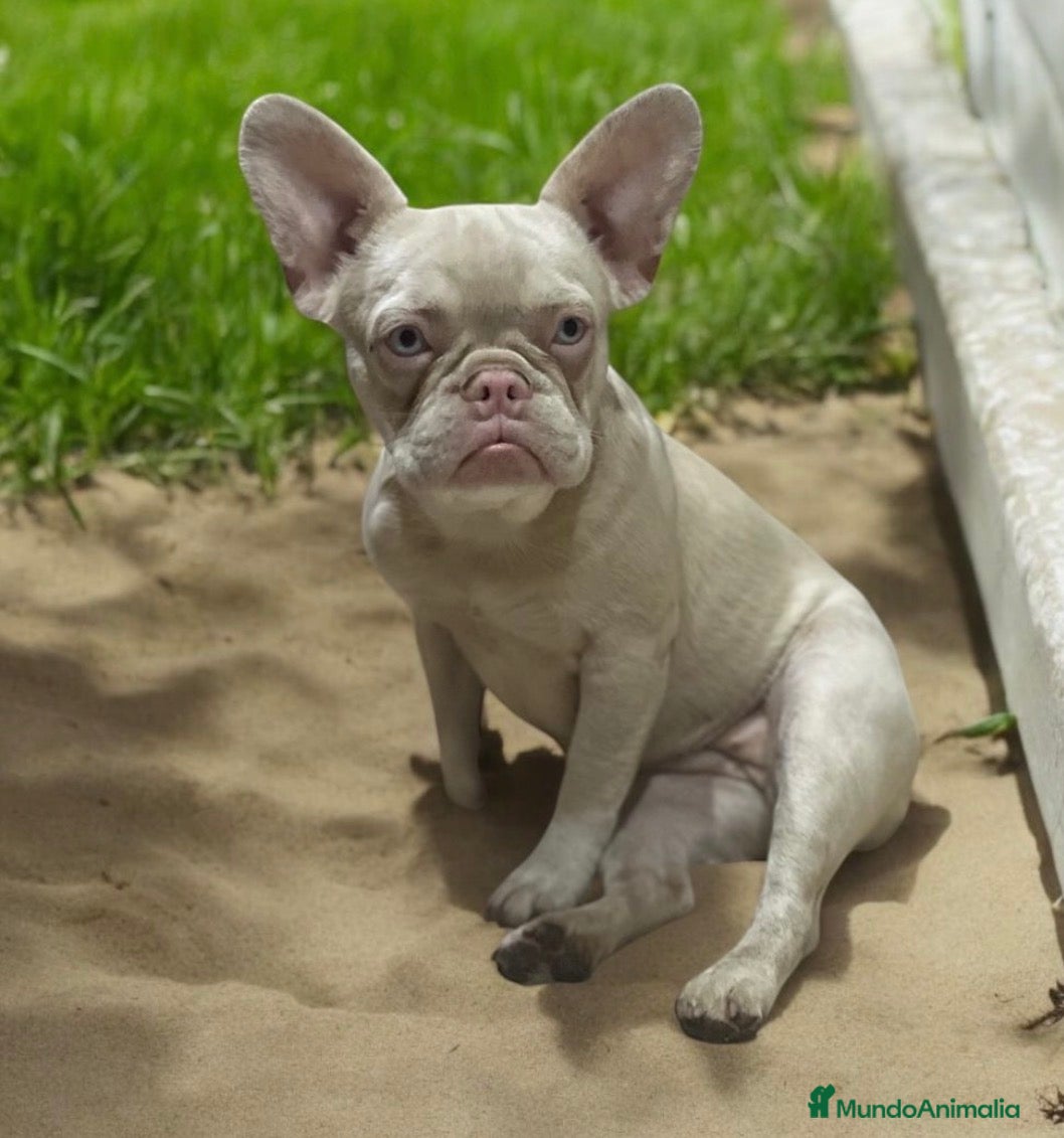 Bulldog Francés perros 🖐️¡Espera! ¿Ya conoces el color Pink?☁️✨🤩 - Anuncio 1