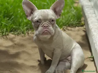 Bulldog Francés perros 🖐️¡Espera! ¿Ya conoces el color Pink?☁️✨🤩 - Anuncio 3