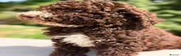 Perro de Agua Español perros en venta: Pdae chocolate  - Anuncio 3