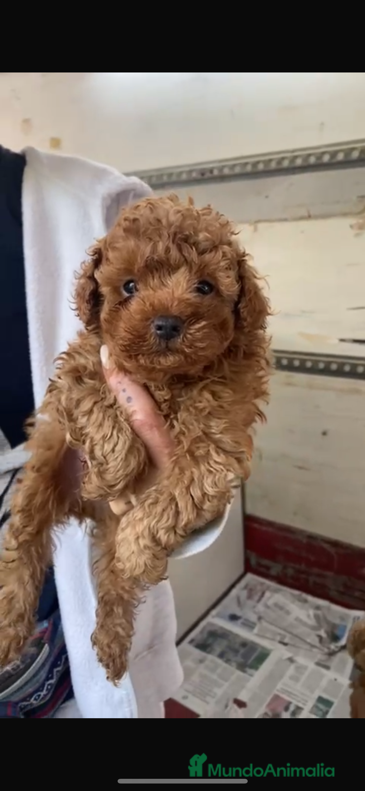 Caniche Toy perros Preciosa camada caniche toy rojos en Almería - Anuncio 2