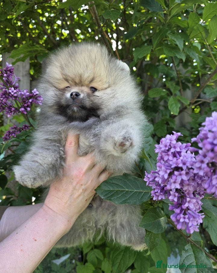 Pomerania perros Macho pomerania osito - Anuncio 1