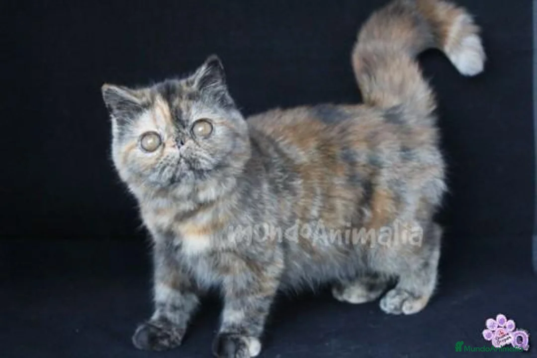 Imagen de galería {{count}}