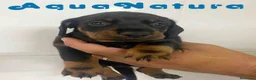 Teckel Miniatura perros en venta:  Teckel Macho de Tita Junior y Tilo AQUANATURA - Anuncio 4