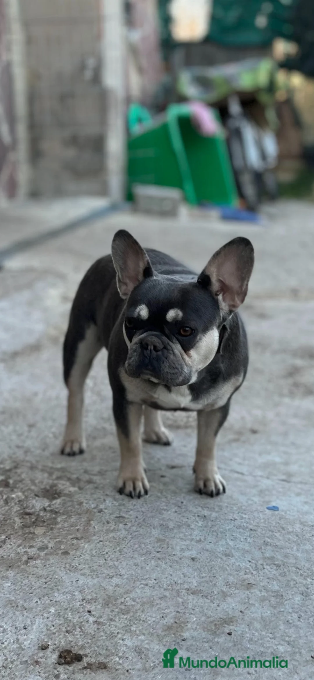 Bulldog Francés perros en venta: 3 HERMANAS, 3 COLORES, 3 PEQUEÑAS IRRESISTIBLES  - Anuncio 2