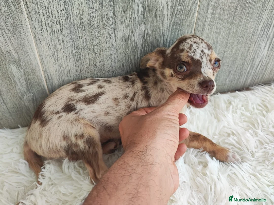 Chihuahua perros en venta: CHIHUAHUA - Anuncio 6