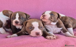 American Bully perros en venta: Preciosa camada american bully pocket - Imagen 3