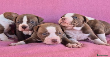 American Bully perros - Anuncio 6