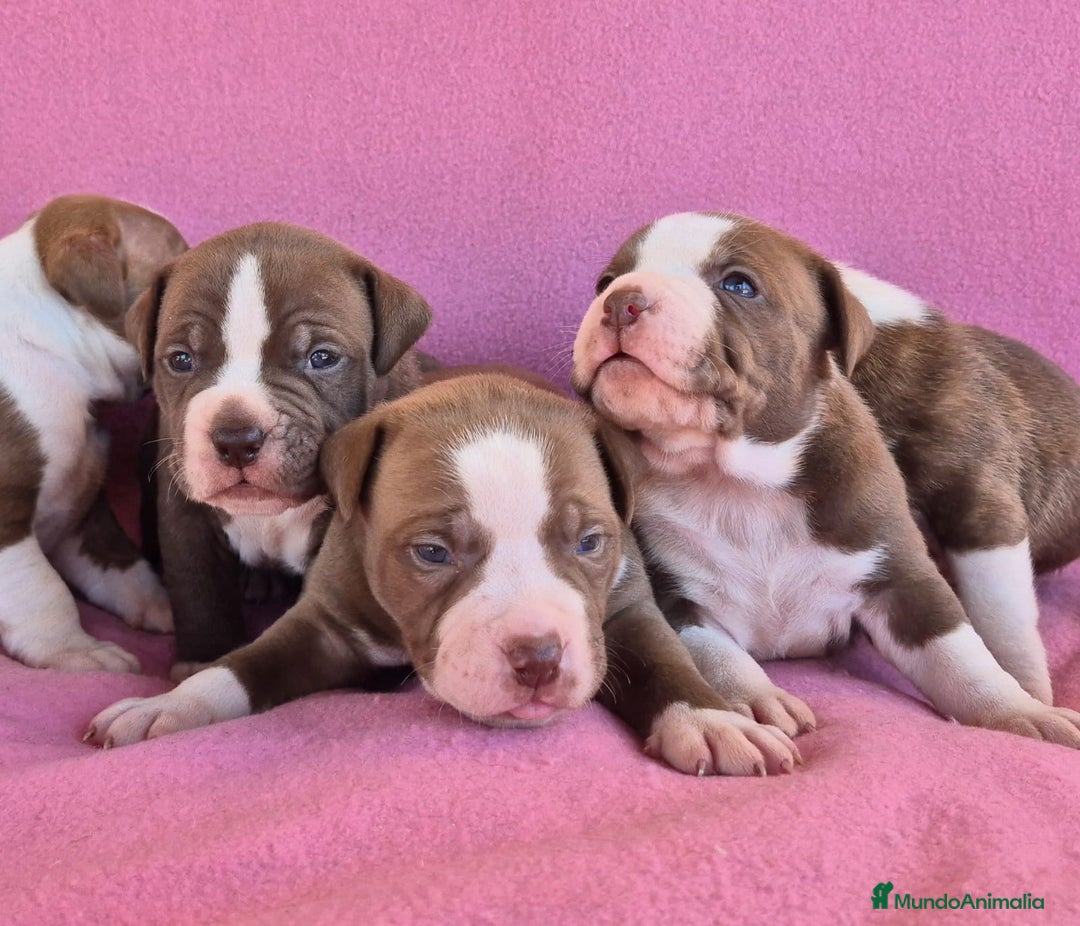 American Bully perros en venta: Preciosa camada american bully pocket - Imagen 3