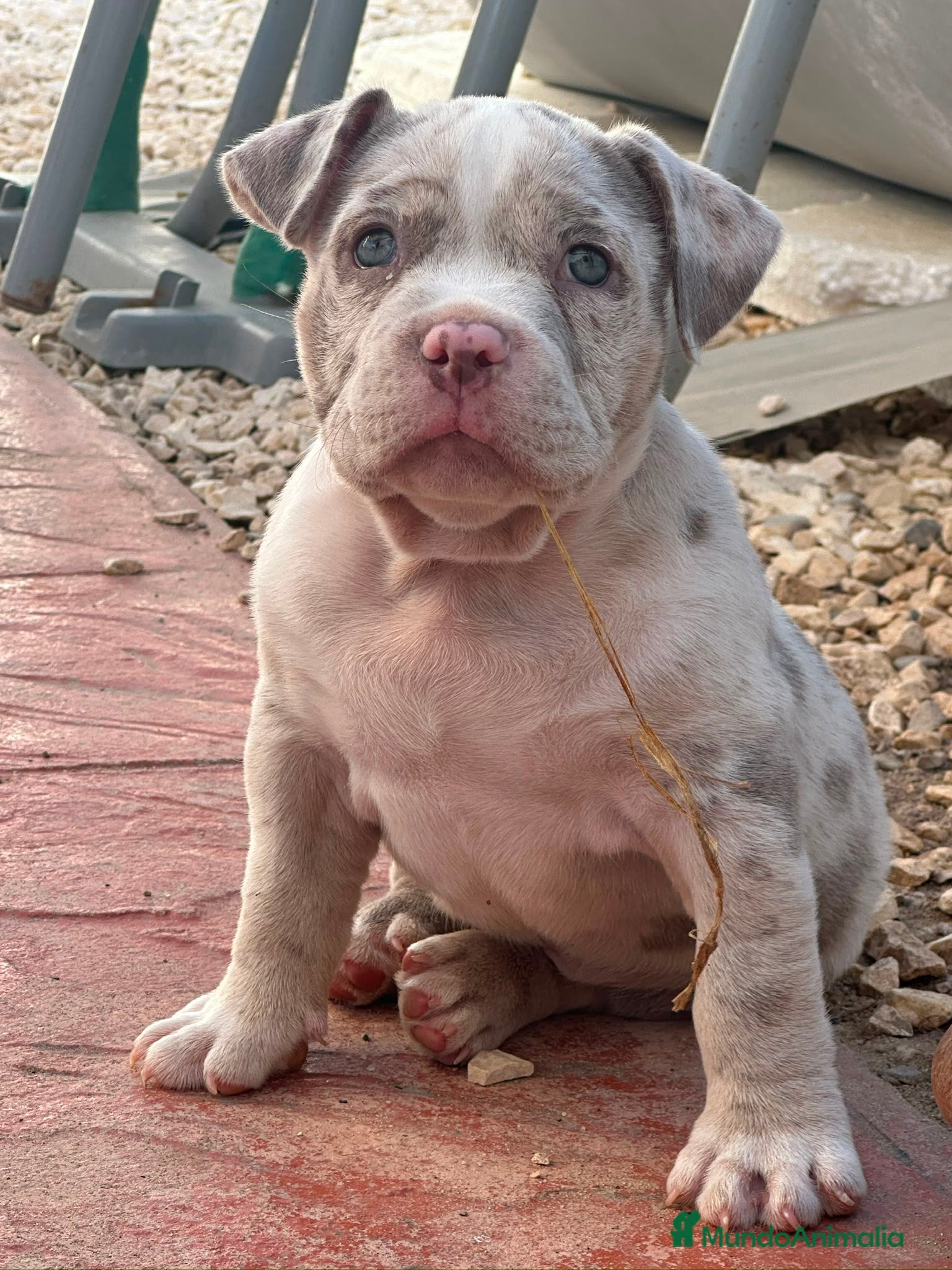 American Bully perros Disponible Macho de Américan Bully - Anuncio 1