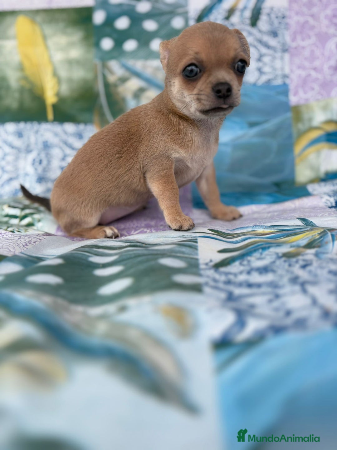 Chihuahua perros en venta: Chihuahua toy - Imagen 5