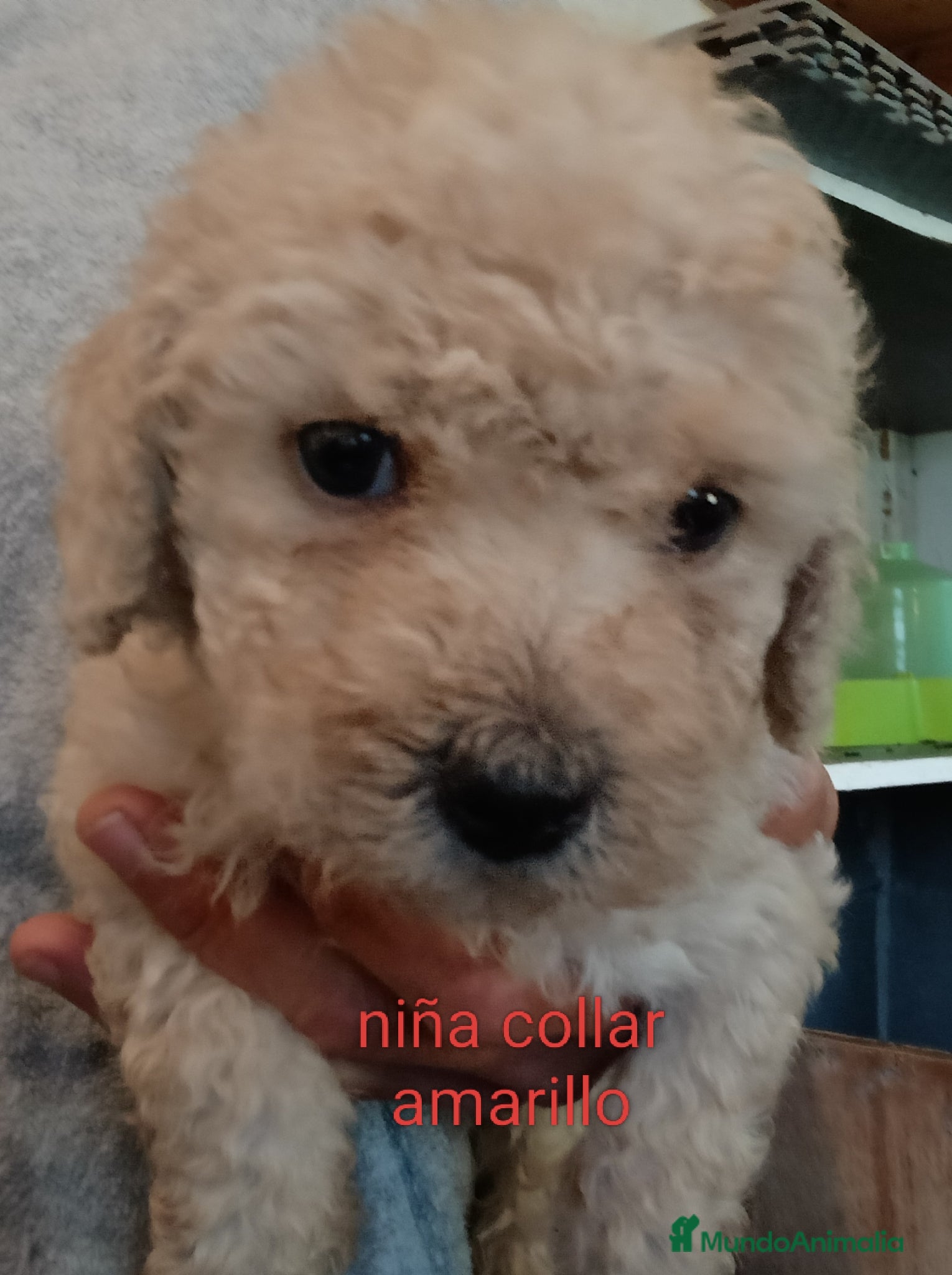 Labradoodle perros en venta: Preciosos cachorros labradoodle - Anuncio 3