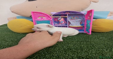 Chihuahua perros - Anuncio 6