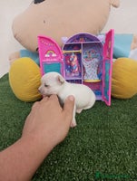 Chihuahua perros - Anuncio 6