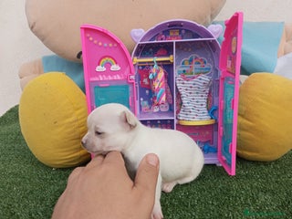 Chihuahua perros - Anuncio 28